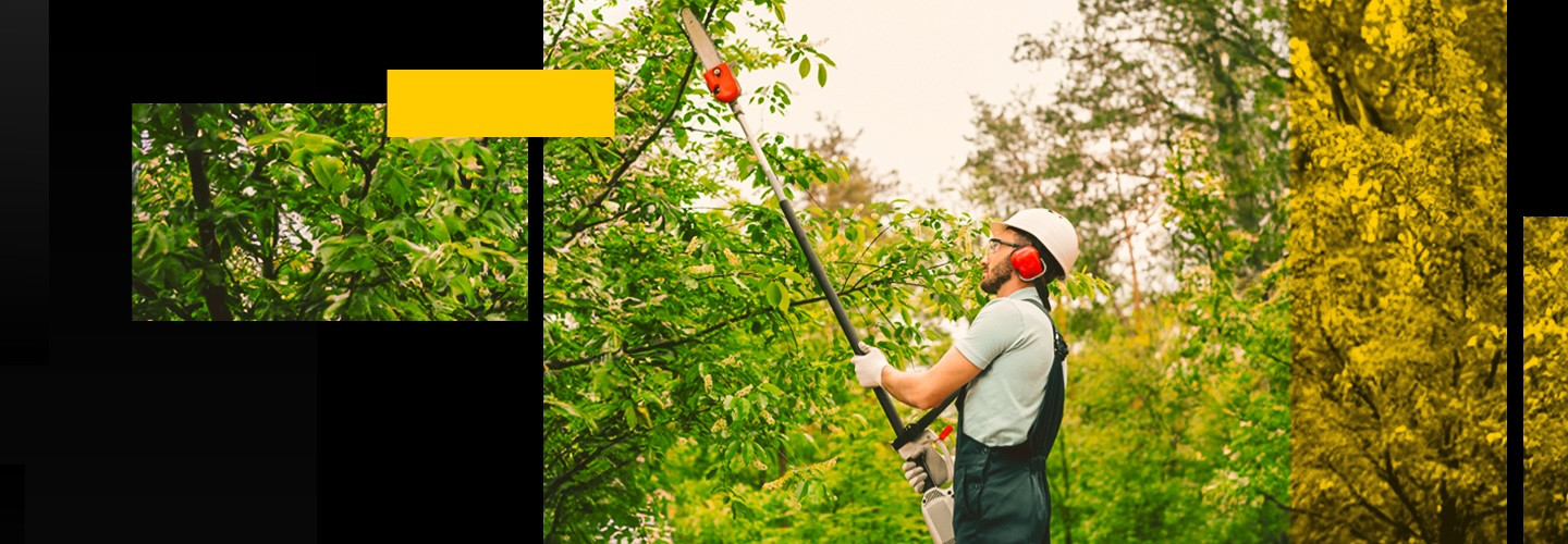 Κονταροπρίονα