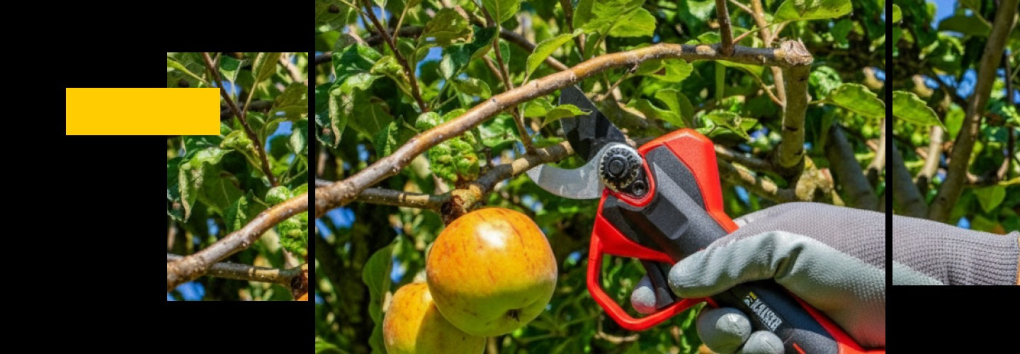 Ψαλίδια Κλαδέματος